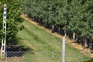 Elma bahçesi. Ağaçlar ve ağaçların altındaki toprağın meyveleri..