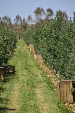 Elma bahçesi. Ağaçlar ve ağaçların altındaki toprağın meyveleri..