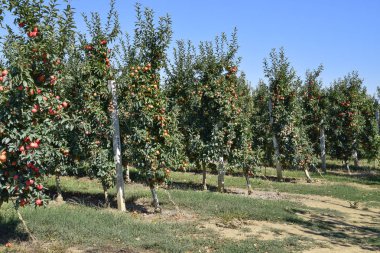Elma bahçesi. Ağaçlar ve ağaçların altındaki toprağın meyveleri..