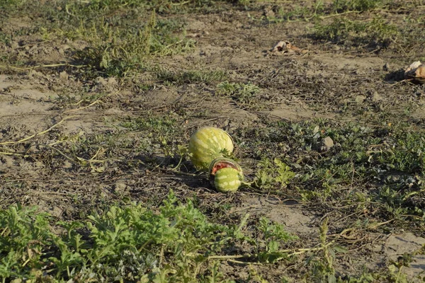An abandoned field of watermelons and melons. Rotten watermelons. Remains of the harvest of melons. Rotting vegetables on the field