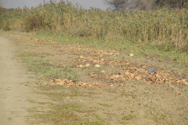 Terk edilmiş bir karpuz ve karpuz tarlası. Çürük karpuzlar. Karpuz hasadının kalıntıları. Tarlada çürüyen sebzeler