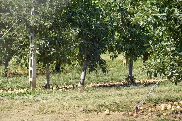 苹果园 林下一排排的树和地上的果子 — 图库照片