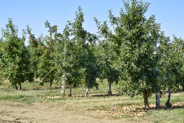 Elma bahçesi. Ağaçlar ve ağaçların altındaki toprağın meyveleri..