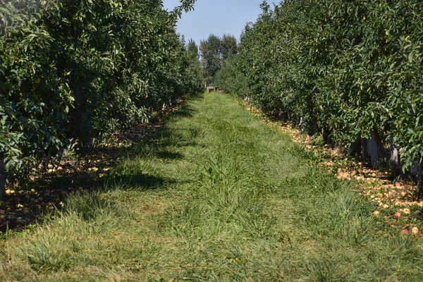 Elma bahçesi. Ağaçlar ve ağaçların altındaki toprağın meyveleri..