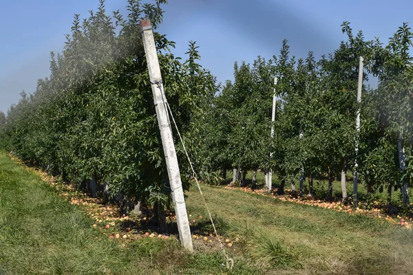 Яблочный Сад Ряды Деревьев Плоды Земли Деревьями — стоковое фото