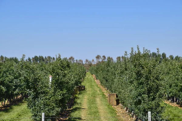 Apfelplantage Baumreihen Und Die Früchte Des Bodens Unter Den Bäumen — Stockfoto