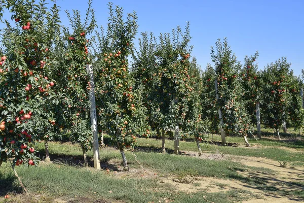 Elma bahçesi. Ağaçlar ve ağaçların altındaki toprağın meyveleri..