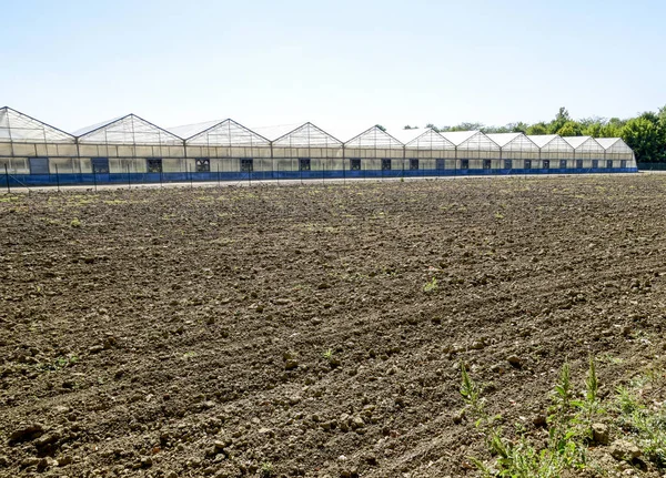 Estufas Policarbonato Complexo Estufa Estufas Para Cultivo Hortaliças Sob Solo — Fotografia de Stock