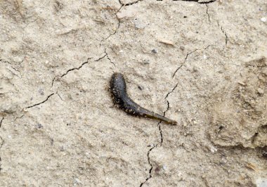 nem arayışı içinde çıplak toprak üzerinde küçük sülük tarar