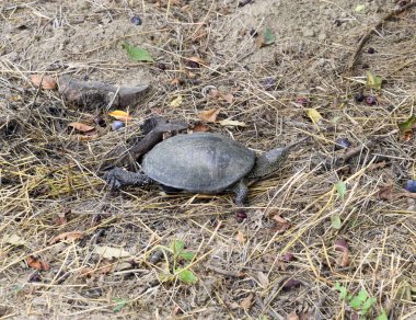 Kaplumbağa üzerinde kuru ot tarar. Ilıman enlemlerde sıradan nehir kaplumbağa. Kaplumbağa antik bir sürüngen olduğunu