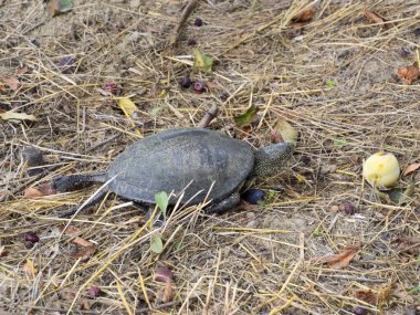 Kaplumbağa üzerinde kuru ot tarar. Ilıman enlemlerde sıradan nehir kaplumbağa. Kaplumbağa antik bir sürüngen olduğunu