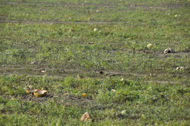 Terk edilmiş bir karpuz ve karpuz tarlası. Çürük karpuzlar. Karpuz hasadının kalıntıları. Tarlada çürüyen sebzeler