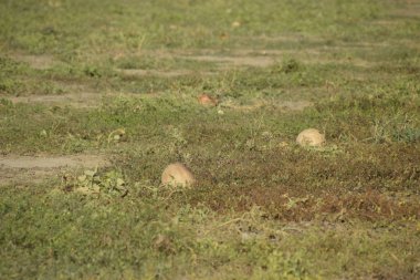 Terk edilmiş bir karpuz ve karpuz tarlası. Çürük karpuzlar. Karpuz hasadının kalıntıları. Tarlada çürüyen sebzeler