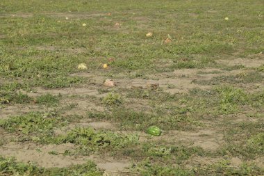 Terk edilmiş bir karpuz ve karpuz tarlası. Çürük karpuzlar. Karpuz hasadının kalıntıları. Tarlada çürüyen sebzeler
