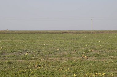 Terk edilmiş bir karpuz ve karpuz tarlası. Çürük karpuzlar. Karpuz hasadının kalıntıları. Tarlada çürüyen sebzeler