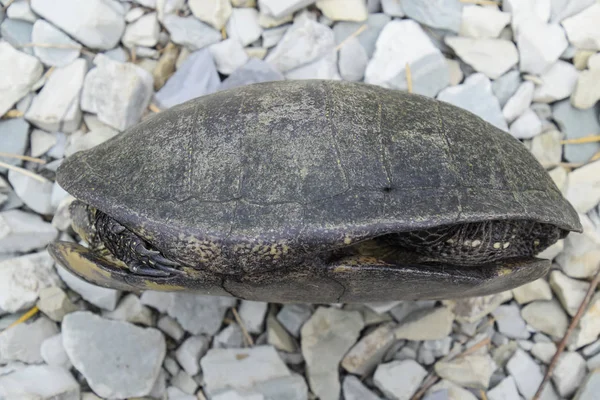 Tortuga Fluvial Ordinaria Latitudes Templadas Tortuga Reptil Antiguo — Foto de Stock