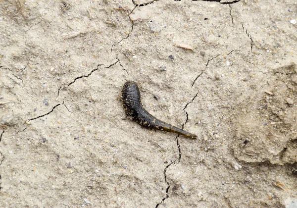 nem arayışı içinde çıplak toprak üzerinde küçük sülük tarar