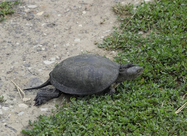 Tortuga Arrastra Por Hierba Verde Tortuga Fluvial Ordinaria Latitudes Templadas — Foto de Stock