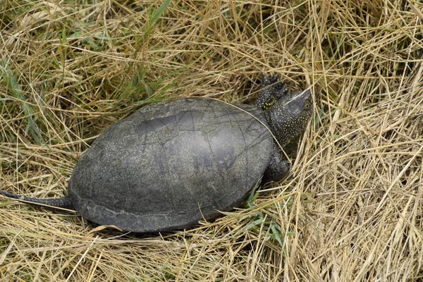 Tortuga Arrastra Sobre Hierba Seca Tortuga Fluvial Ordinaria Latitudes Templadas — Foto de Stock