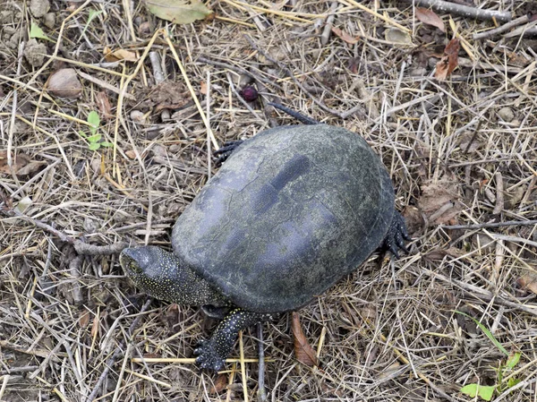 La tortuga se arrastra sobre hierba seca. Tortuga fluvial ordinaria de latitudes templadas. La tortuga es un reptil antiguo . — Foto de Stock