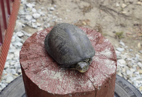 Tortuga en un muñón rojo de madera. Tortuga fluvial ordinaria de latitudes templadas. La tortuga es un reptil antiguo . — Foto de Stock