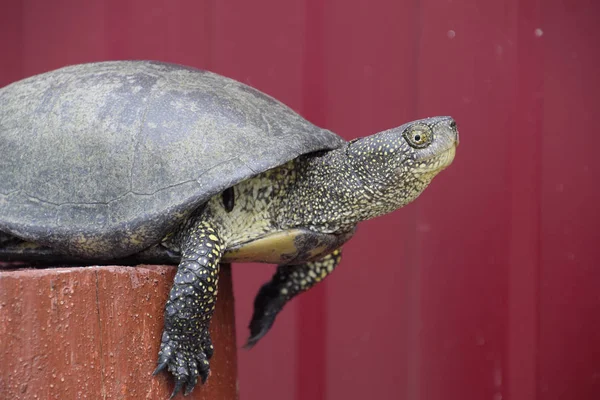 Tortue sur une souche rouge en bois. Tortue fluviale ordinaire des latitudes tempérées. La tortue est un ancien reptile . — Photo