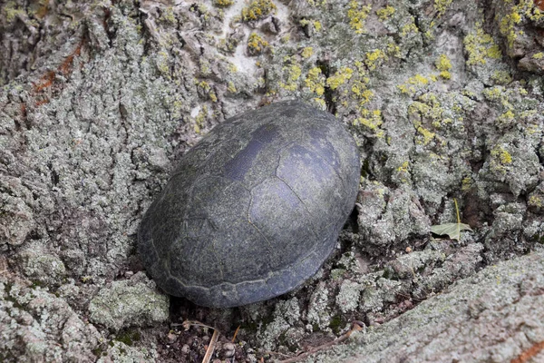 Ilıman Enlemlerde Sıradan Nehir Kaplumbağa Kaplumbağa Antik Bir Sürüngen Olduğunu — Stok fotoğraf