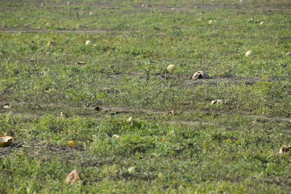 Terk edilmiş bir karpuz ve karpuz tarlası. Çürük karpuzlar. Karpuz hasadının kalıntıları. Tarlada çürüyen sebzeler