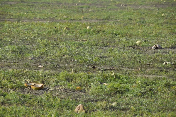 Terk edilmiş bir karpuz ve karpuz tarlası. Çürük karpuzlar. Karpuz hasadının kalıntıları. Tarlada çürüyen sebzeler