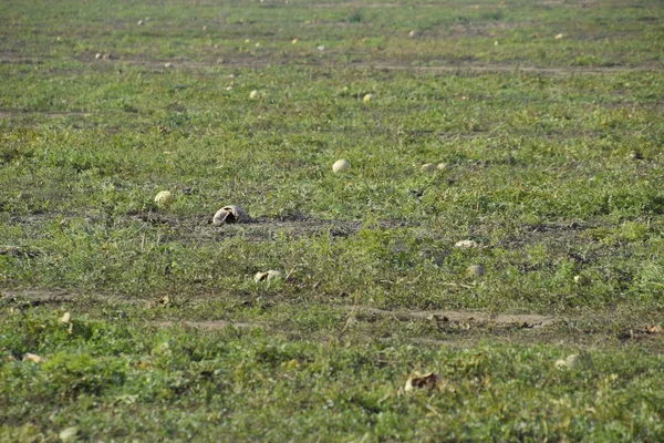 Terk edilmiş bir karpuz ve karpuz tarlası. Çürük karpuzlar. Karpuz hasadının kalıntıları. Tarlada çürüyen sebzeler