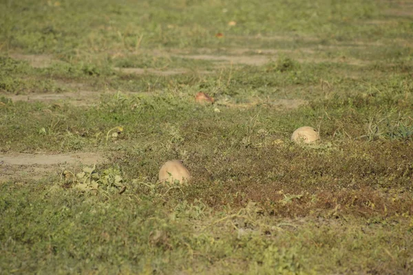 Terk edilmiş bir karpuz ve karpuz tarlası. Çürük karpuzlar. Karpuz hasadının kalıntıları. Tarlada çürüyen sebzeler