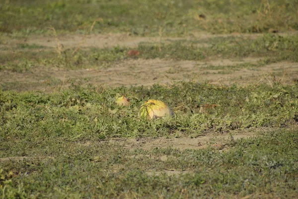 Terk edilmiş bir karpuz ve karpuz tarlası. Çürük karpuzlar. Karpuz hasadının kalıntıları. Tarlada çürüyen sebzeler