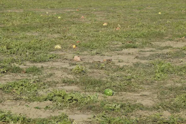 スイカとメロンの放棄されたフィールド ロッテンスイカ メロンの収穫の遺跡 畑で野菜を回転させる — ストック写真