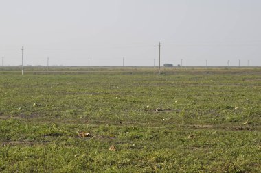 Terk edilmiş bir karpuz ve karpuz tarlası. Çürük karpuzlar. Karpuz hasadının kalıntıları. Tarlada çürüyen sebzeler.