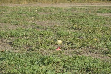 Terk edilmiş bir karpuz ve karpuz tarlası. Çürük karpuzlar. Karpuz hasadının kalıntıları. Tarlada çürüyen sebzeler