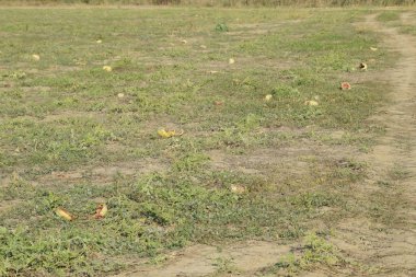 Terk edilmiş bir karpuz ve karpuz tarlası. Çürük karpuzlar. Karpuz hasadının kalıntıları. Tarlada çürüyen sebzeler