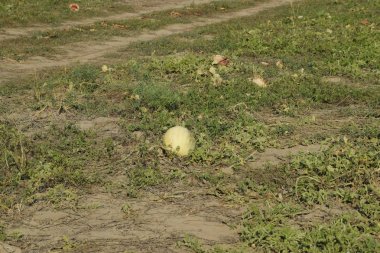 Terk edilmiş bir karpuz ve karpuz tarlası. Çürük karpuzlar. Karpuz hasadının kalıntıları. Tarlada çürüyen sebzeler