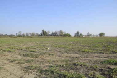 Terk edilmiş bir karpuz ve karpuz tarlası. Çürük karpuzlar. Karpuz hasadının kalıntıları. Tarlada çürüyen sebzeler