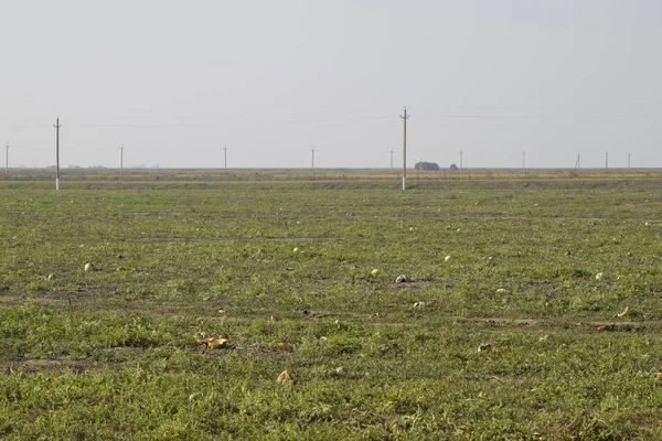 Terk edilmiş bir karpuz ve karpuz tarlası. Çürük karpuzlar. Karpuz hasadının kalıntıları. Tarlada çürüyen sebzeler.