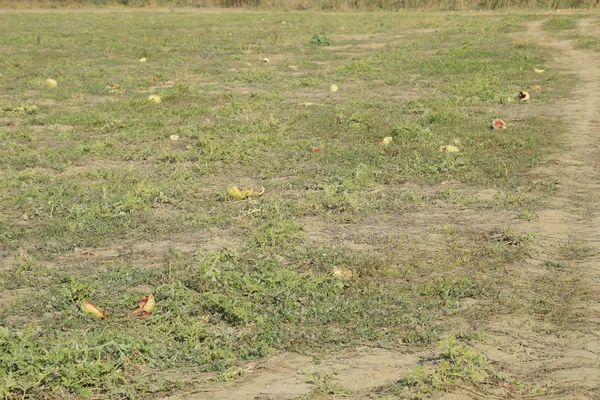 Terk edilmiş bir karpuz ve karpuz tarlası. Çürük karpuzlar. Karpuz hasadının kalıntıları. Tarlada çürüyen sebzeler