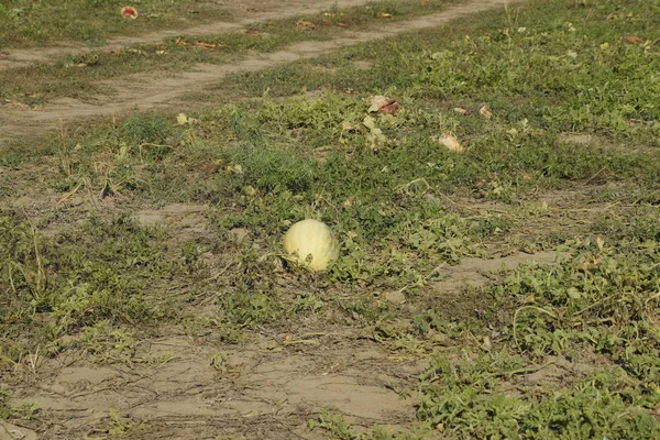 Terk edilmiş bir karpuz ve karpuz tarlası. Çürük karpuzlar. Karpuz hasadının kalıntıları. Tarlada çürüyen sebzeler