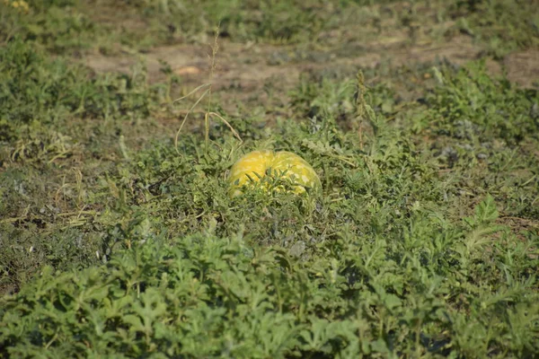 Kıyılmış eski çürümüş karpuz. Terk edilmiş bir alan karpuz ve kavun. Çürük karpuz. Karpuz hasat kalıntıları. Sahada çürüyen sebze