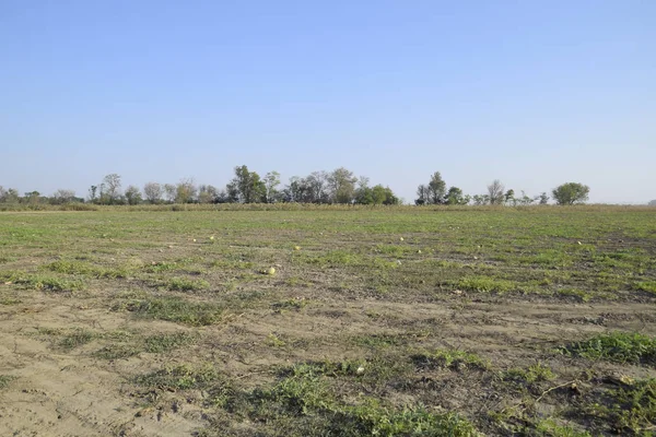 Terk edilmiş bir karpuz ve karpuz tarlası. Çürük karpuzlar. Karpuz hasadının kalıntıları. Tarlada çürüyen sebzeler