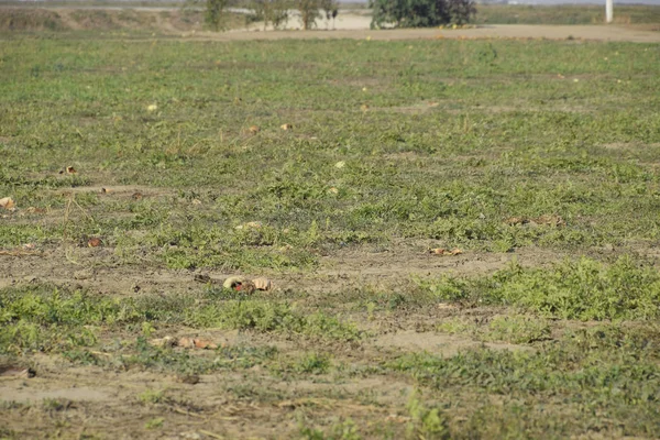 Terk edilmiş bir karpuz ve karpuz tarlası. Çürük karpuzlar. Karpuz hasadının kalıntıları. Tarlada çürüyen sebzeler
