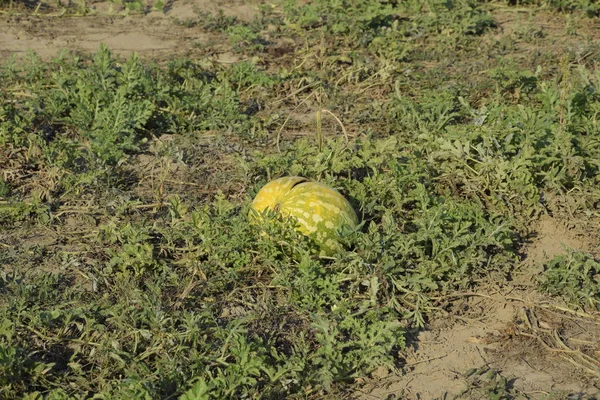 Terk edilmiş bir karpuz ve karpuz tarlası. Çürük karpuzlar. Karpuz hasadının kalıntıları. Tarlada çürüyen sebzeler