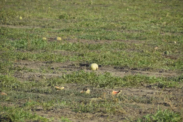 Ein Verlassenes Feld Von Wassermelonen Und Melonen Faule Wassermelonen Überreste — Stockfoto