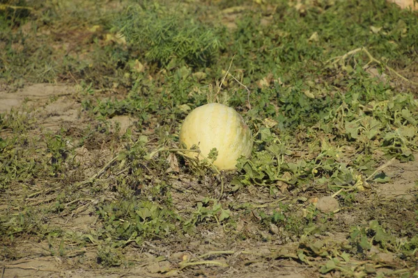 Terk edilmiş bir karpuz ve karpuz tarlası. Çürük karpuzlar. Karpuz hasadının kalıntıları. Tarlada çürüyen sebzeler