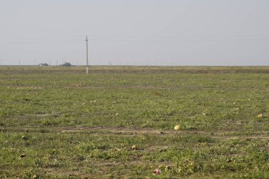 Terk edilmiş bir karpuz ve karpuz tarlası. Çürük karpuzlar. Karpuz hasadının kalıntıları. Tarlada çürüyen sebzeler
