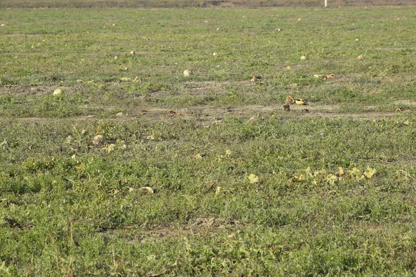 Terk edilmiş bir karpuz ve karpuz tarlası. Çürük karpuzlar. Karpuz hasadının kalıntıları. Tarlada çürüyen sebzeler