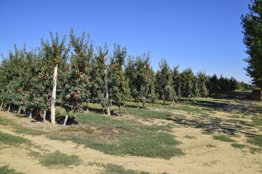 Elma bahçesi. Ağaçlar ve ağaçların altındaki toprağın meyveleri..